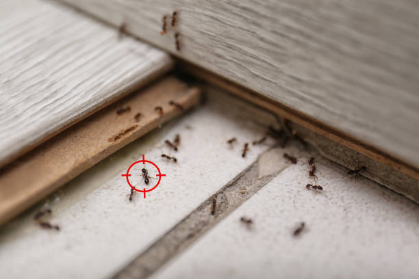 Best Termite Control Services  in Springdale, MD