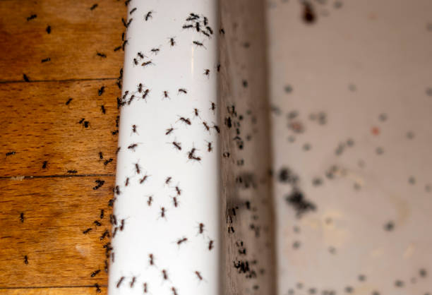 Best Flea Control Services  in Springdale, MD