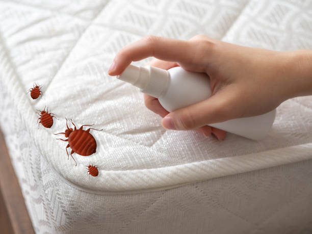 Best Affordable Exterminators  in Springdale, MD